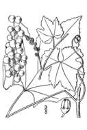 Image de Vitis aestivalis var. bicolor Leconte