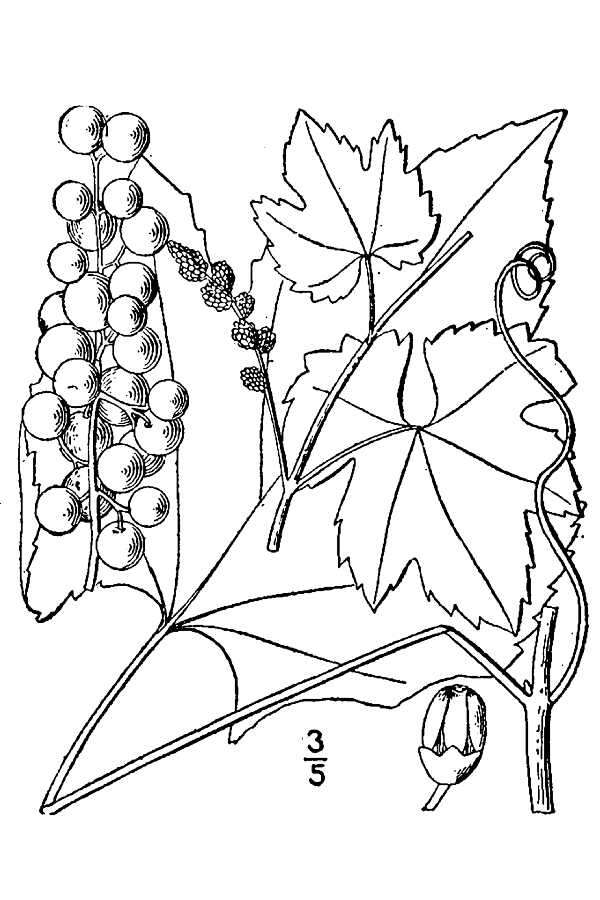 Image of summer grape