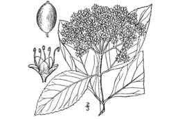 Image of Wild Raisin