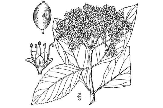 Viburnum nudum var. cassinoides (L.) Torr. & A. Gray的圖片