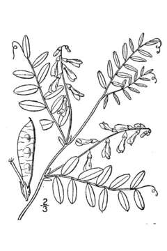 Image of Carolina vetch