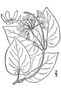 Image de Matelea carolinensis (Jacq.) R. E. Woodson