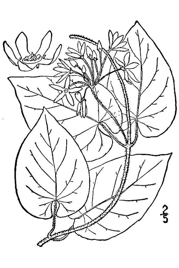 Image de Matelea carolinensis (Jacq.) R. E. Woodson