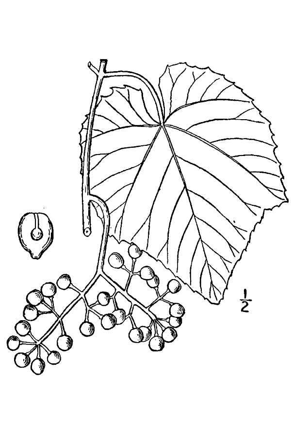 Image of graybark grape