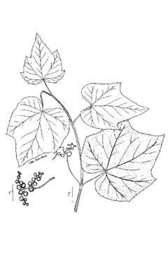 Image of graybark grape