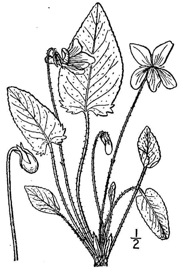 Sivun Viola sagittata var. ovata (Nutt.) Torr. & A. Gray kuva