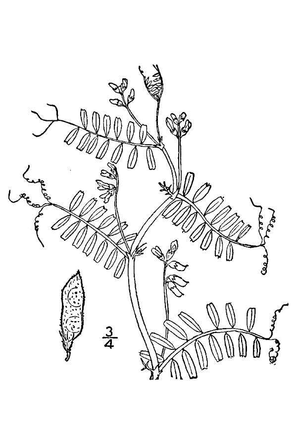 Image of Hairy Tare