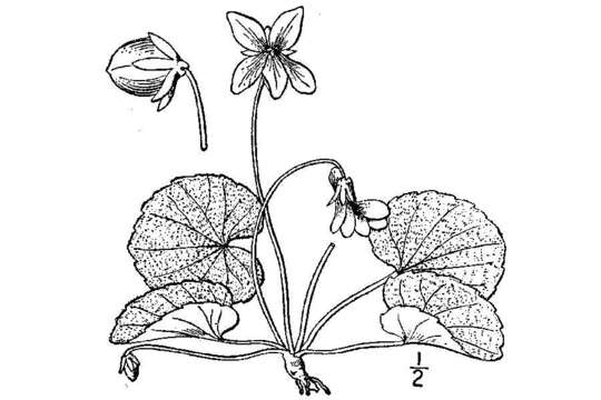 Image of southern woodland violet