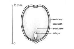 Image of nannyberry