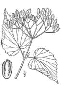 Image of softleaf arrowwood