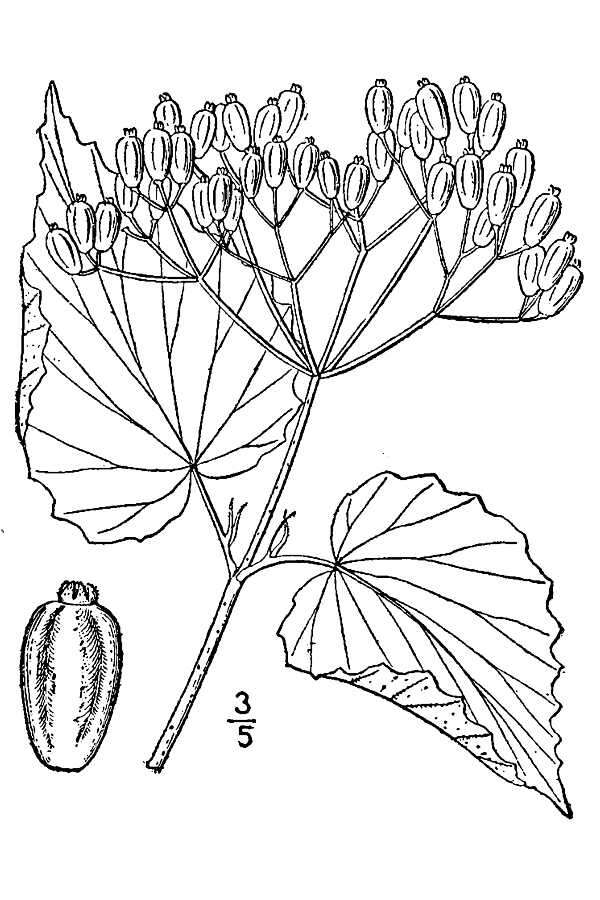 Image of softleaf arrowwood