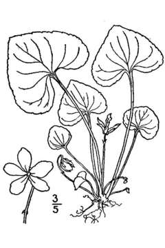 Слика од Viola nephrophylla Greene