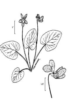 Слика од Viola nephrophylla Greene