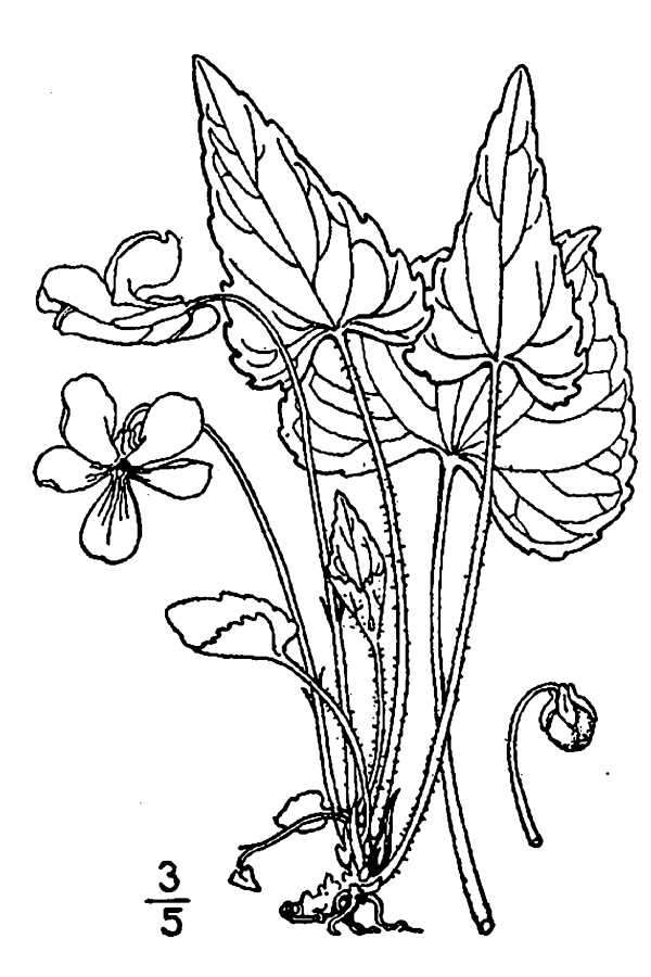 Image de Viola novae-angliae House