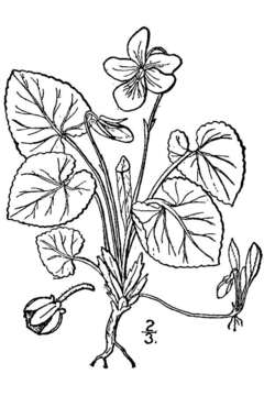 Image of sweet violet