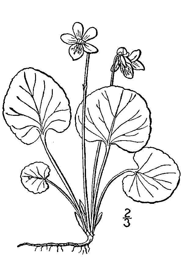 Image of marsh violet