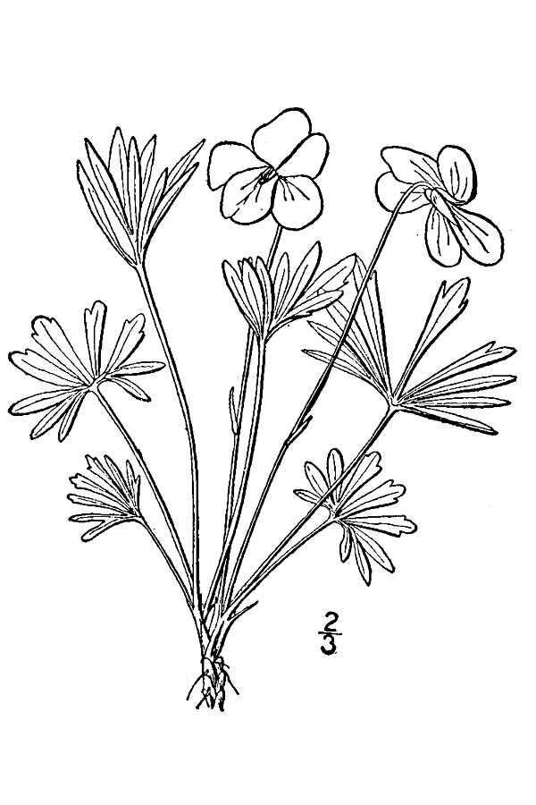 Image of birdfoot violet