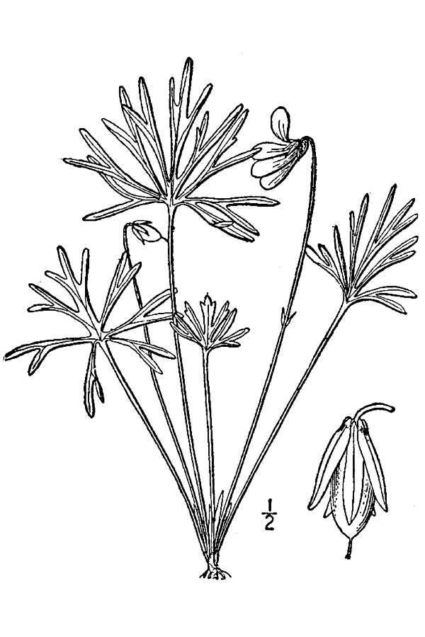 Image of prairie violet