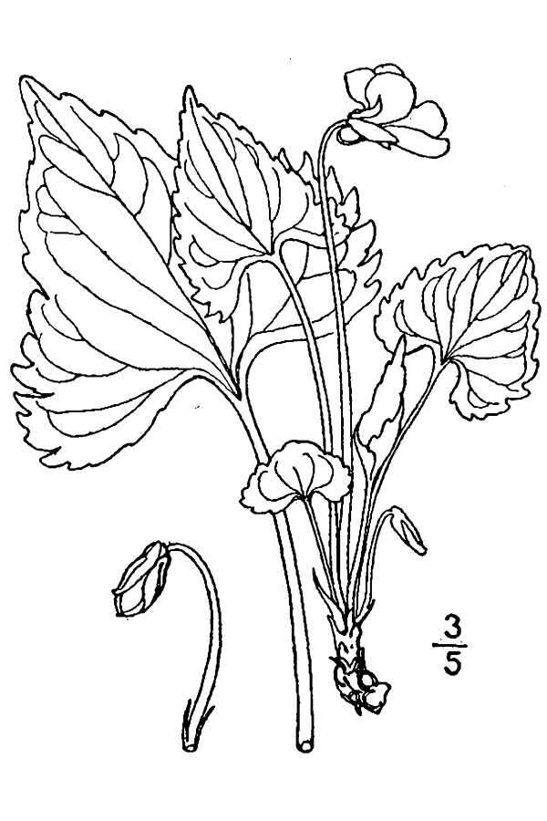 Image of northern coastal violet