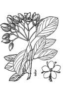 Image of Black Haw Viburnum