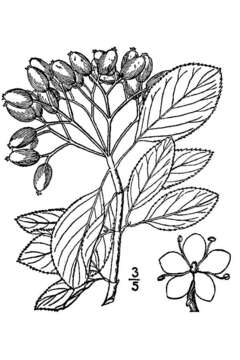 Image of Black Haw Viburnum