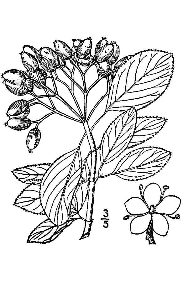 Image of Black Haw Viburnum