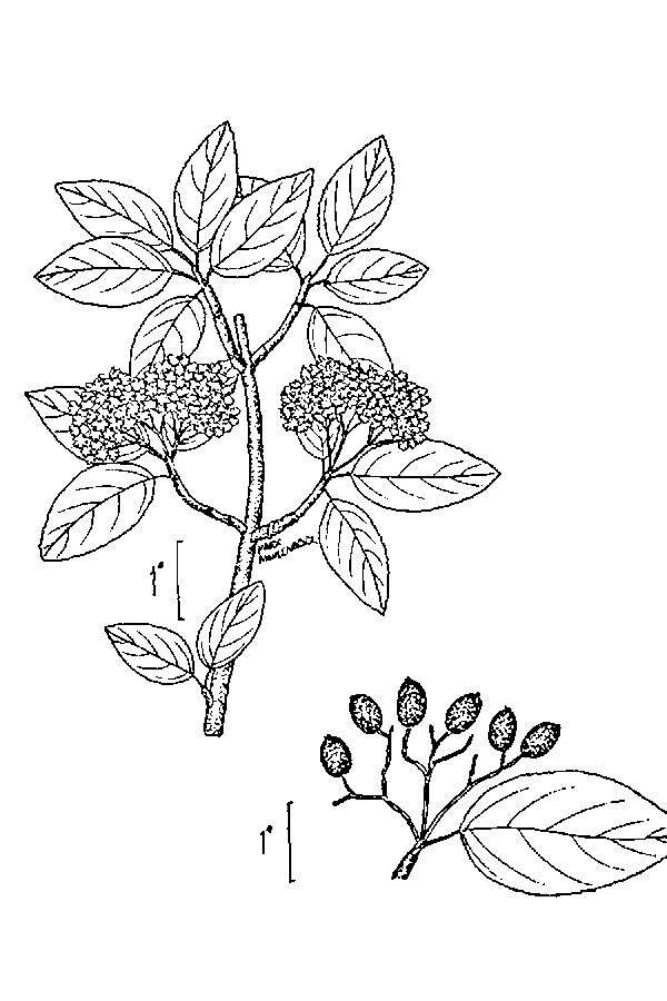 Image of Black Haw Viburnum