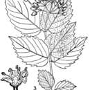 Sivun Viburnum dentatum L. var. dentatum kuva