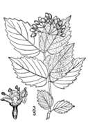 Viburnum dentatum L. var. dentatum resmi