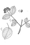 Image de Viburnum recognitum Fern.