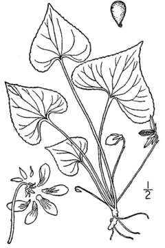 Слика од Viola nephrophylla Greene