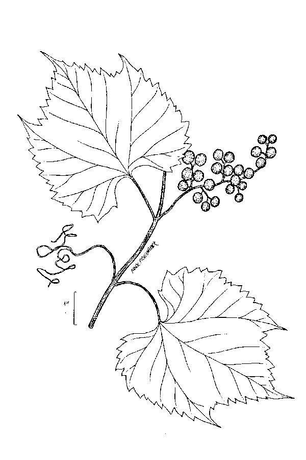 Image of River-Bank Grape