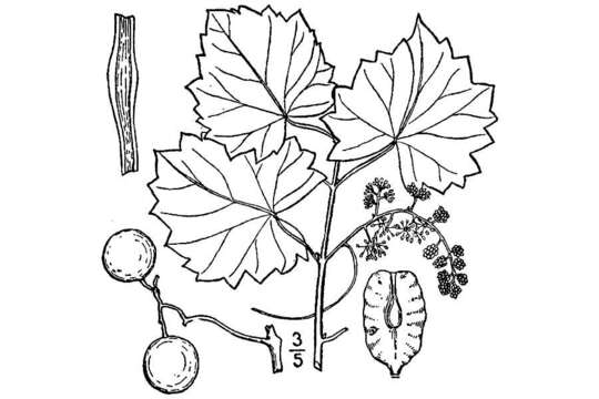 Imagem de Vitis rotundifolia Michx.