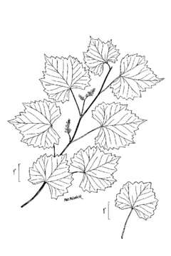 Imagem de Vitis rotundifolia Michx.