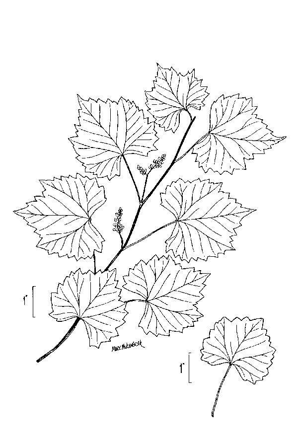 Imagem de Vitis rotundifolia Michx.