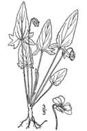 Image of arrowleaf violet