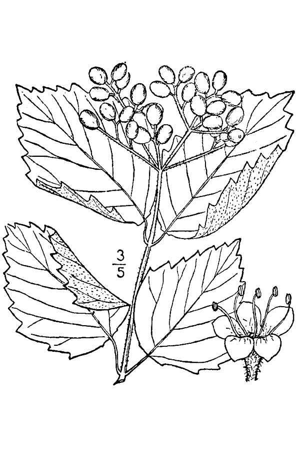 Sivun Viburnum dentatum L. var. dentatum kuva