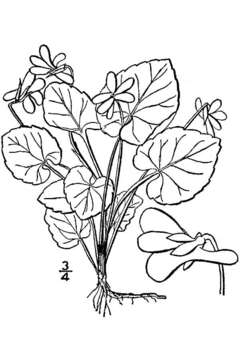 Image of Selkirk's violet