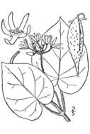 Sivun Matelea obliqua (Jacq.) R. E. Woodson kuva