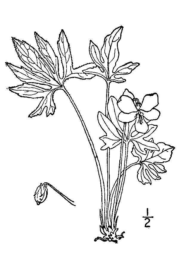 Image of Three-Lobe Violet
