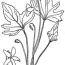 Image de Viola viarum Pollard