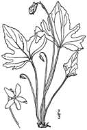 Viola viarum Pollard resmi