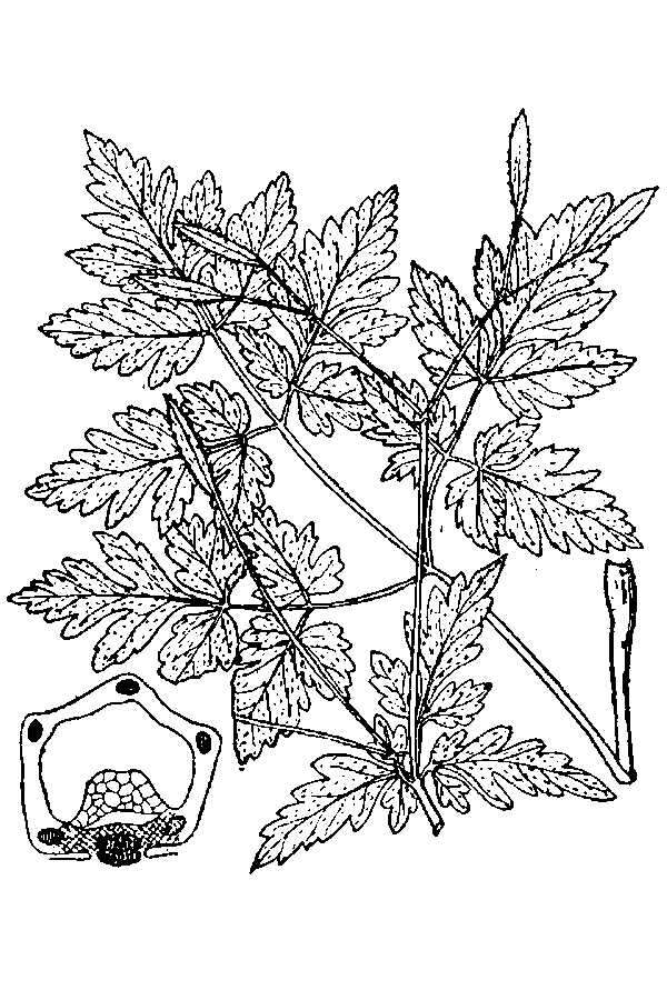 Image de Osmorhiza claytonii (Michx.) Macl.