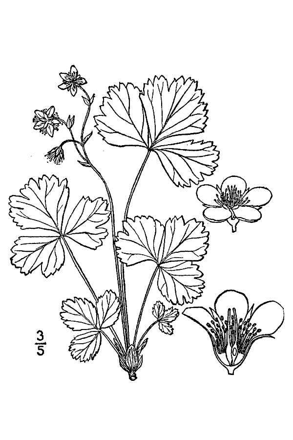 Image of Appalachian barren strawberry