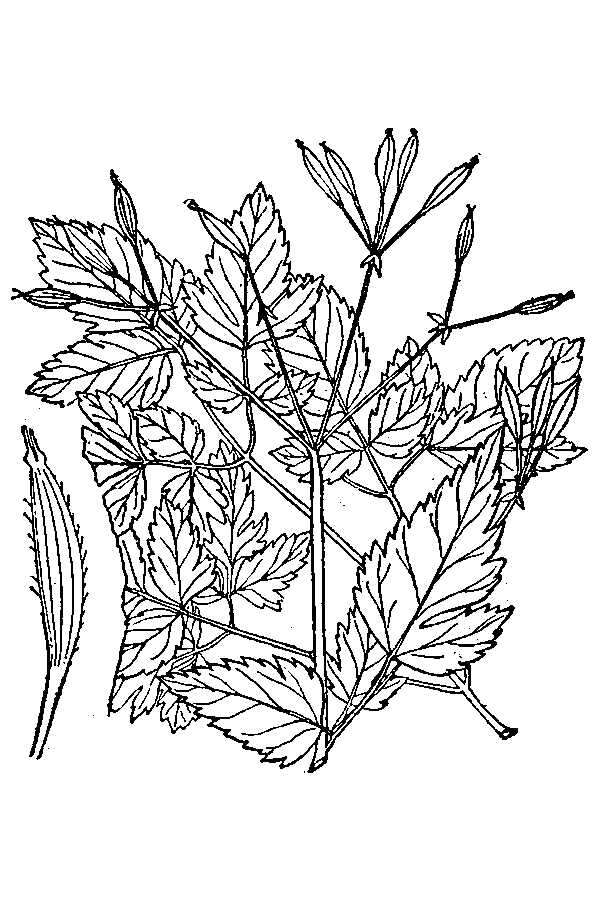 Image de Osmorhiza longistylis (Torr.) DC.