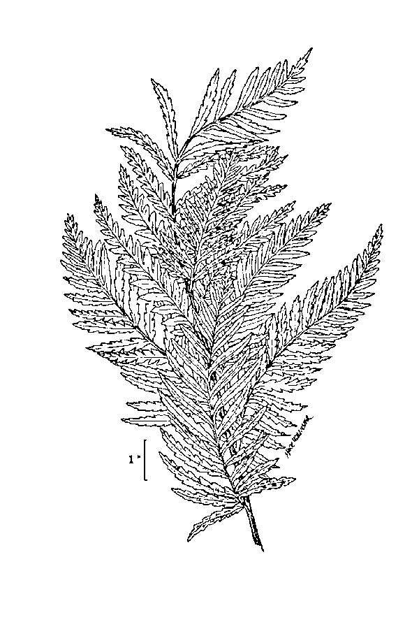 Image of giant chain fern