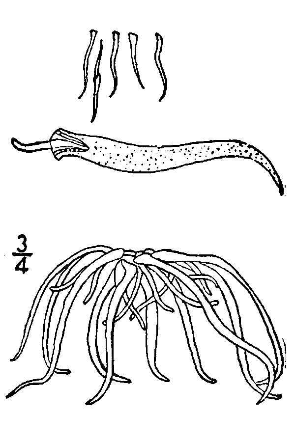 Imagem de Wolffiella gladiata (Hegelm.) Hegelm.