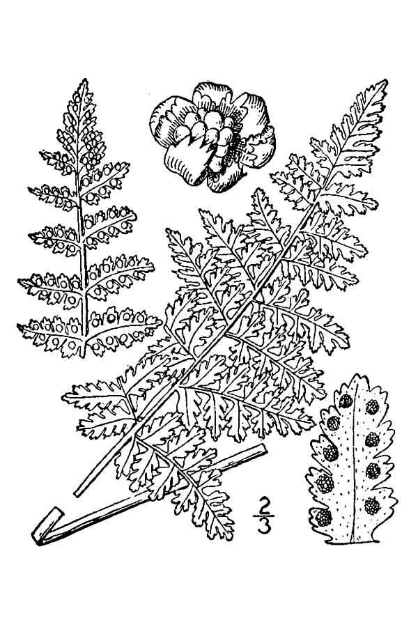 Image of bluntlobe cliff fern