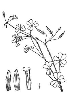 Image of slender yellow woodsorrel