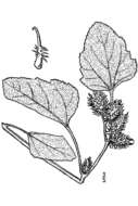 Image of Canada cocklebur